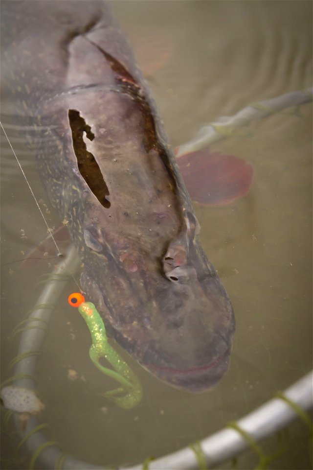 Northern Pike Fishing photo