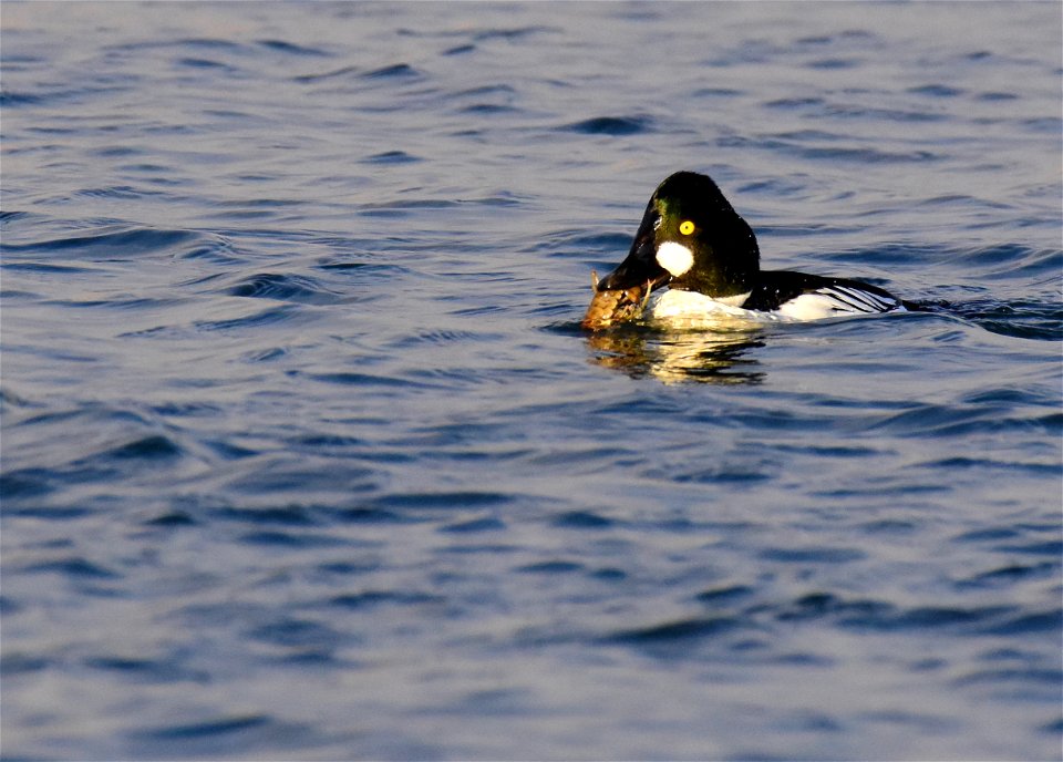 Common goldeneye at Seedskadee National Wildlife Refuge
