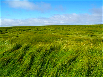 Grass wonderland photo