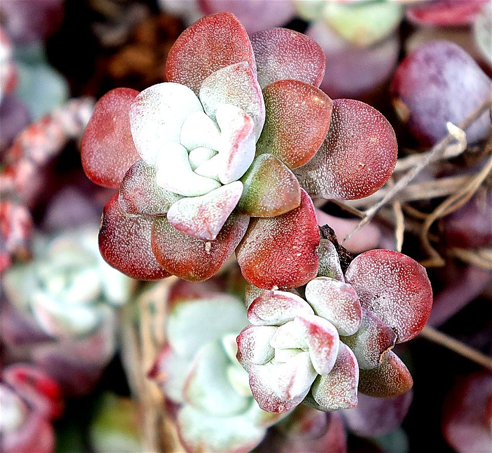 Sedum spathulithfolium (Broad-leafed stonecrop) (04-13-2023) from the south lookout point -02 (ID UNCERTAIN)