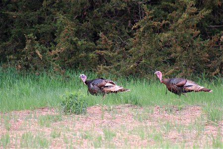 Wild Turkeys Karl E. Mundt National Wildlife Refuge South Dakota photo