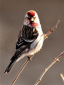 Common redpoll at Seedskadee National Wildlife Refuge