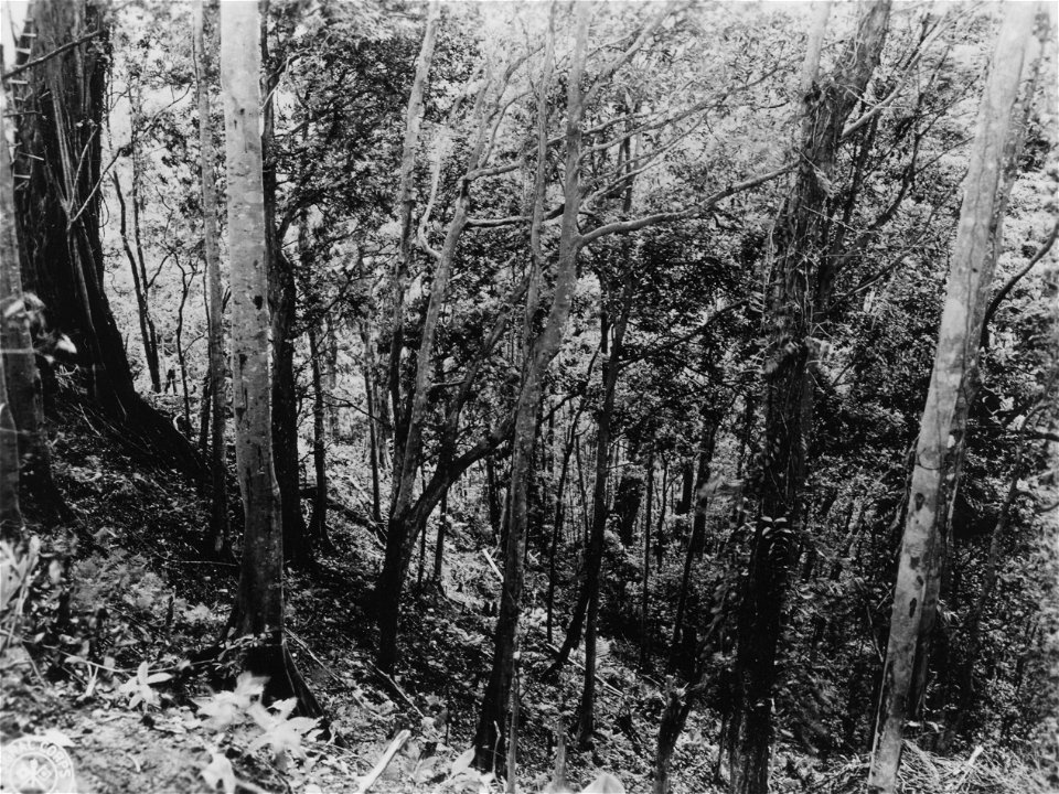 SC 334746 - The draw used by the Japanese to approach and attack Hill 700 on Bougainville, Solomon Islands.