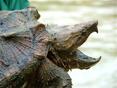 Alligator snapping turtle (Macrochelys temminckii) by Gary Tucker, USFWS photo