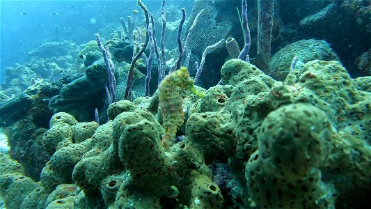 Seahorse in sponge Bonaire Cliff