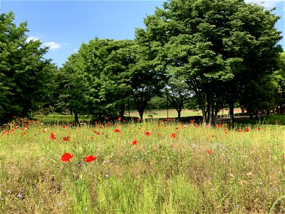 Akirudai Park in Akiruno-shi