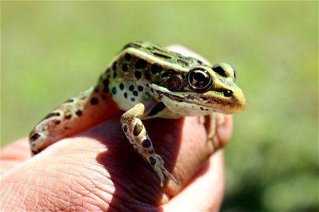 Leopard Frog at Somerset State Game Area in Michigan
