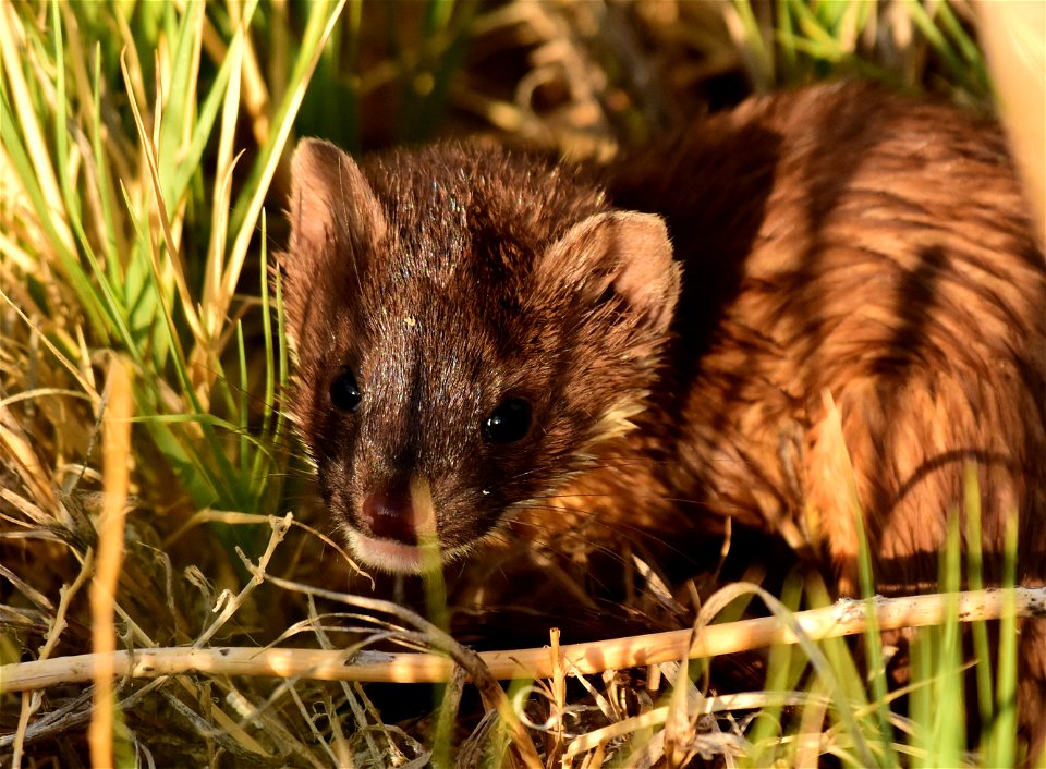 Short-tailed weasel kit at Seedskadee National Wildlife Refuge