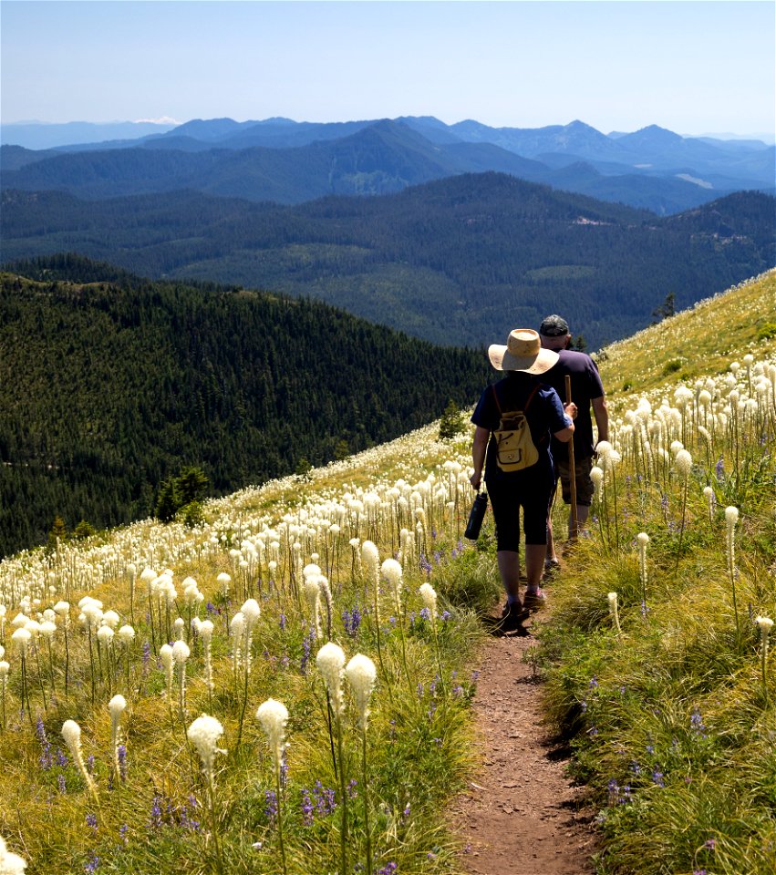 Willamette National Forest, Coffin  Mountain Trail