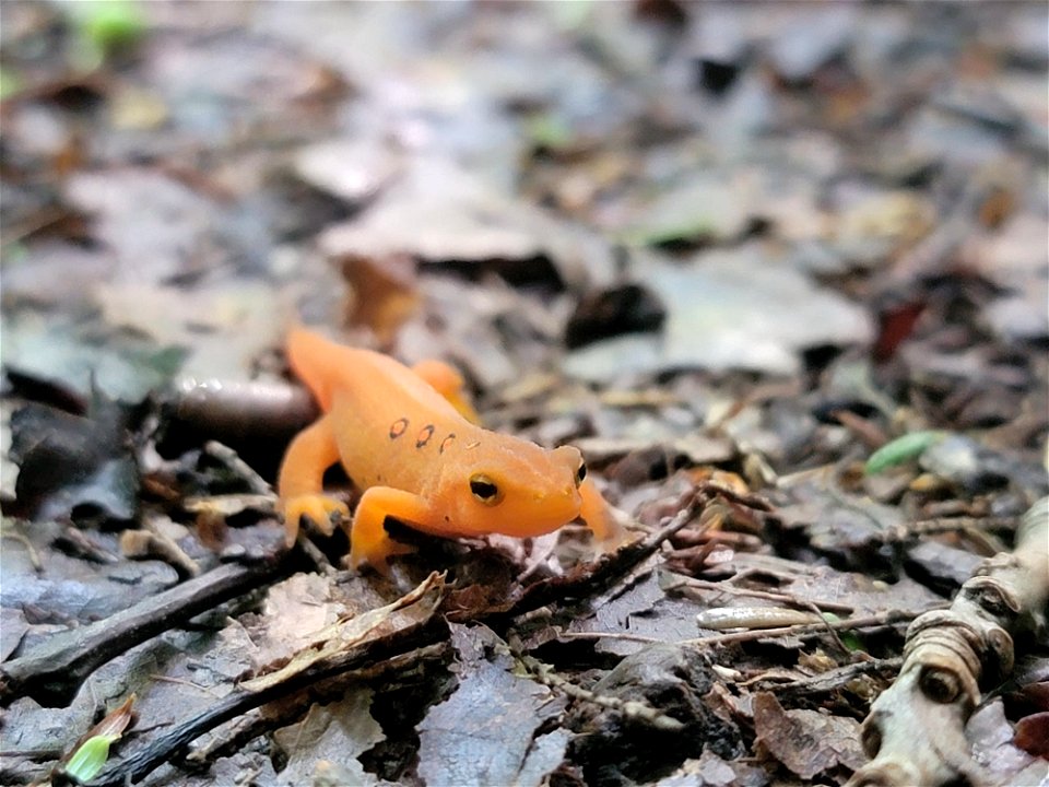 Red Eft in Leaf Litter