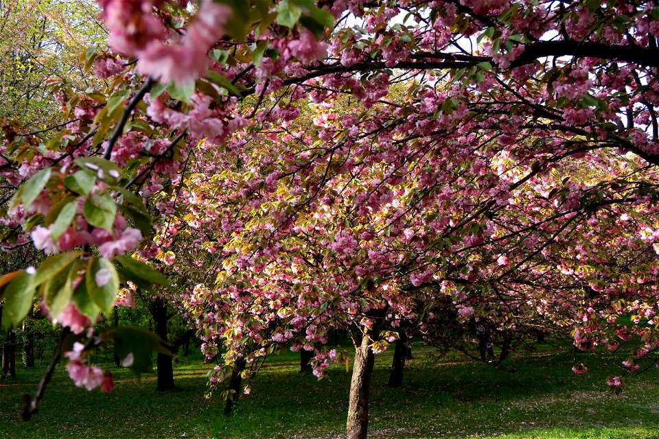 japanes_garden_rain_Herastrau (52)