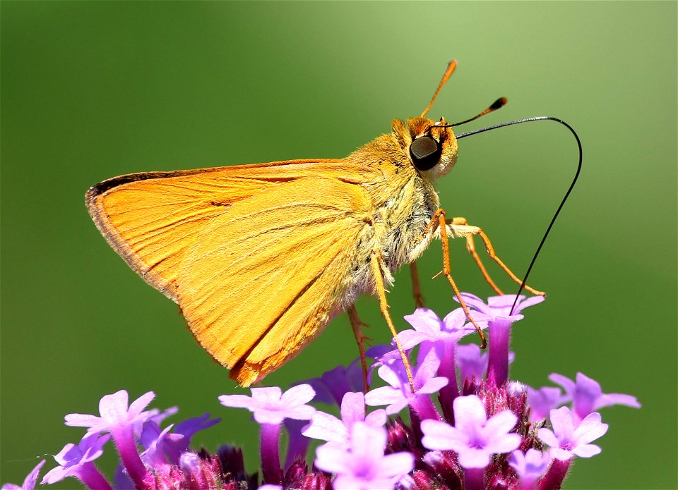 SKIPPER, DELAWARE (Anatrytone logan) (06-02-2023) powerlines, duke forest, orange co, nc -01 photo