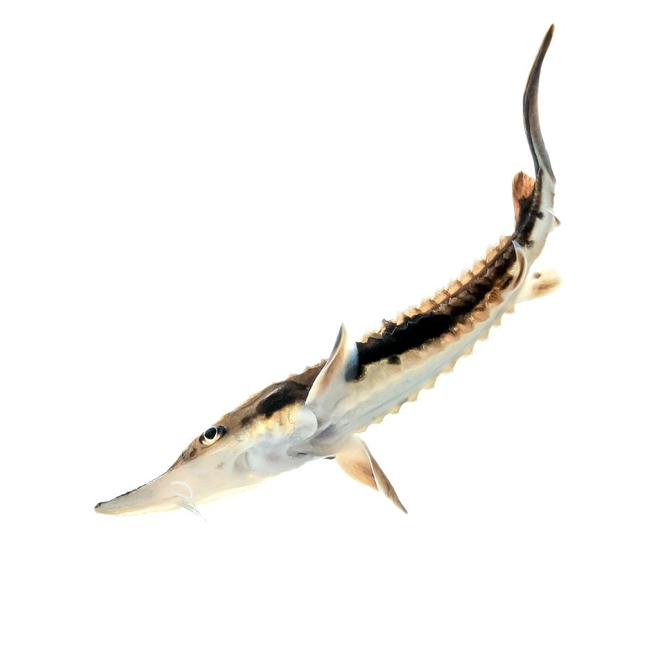 Lake Sturgeon, Juvenile