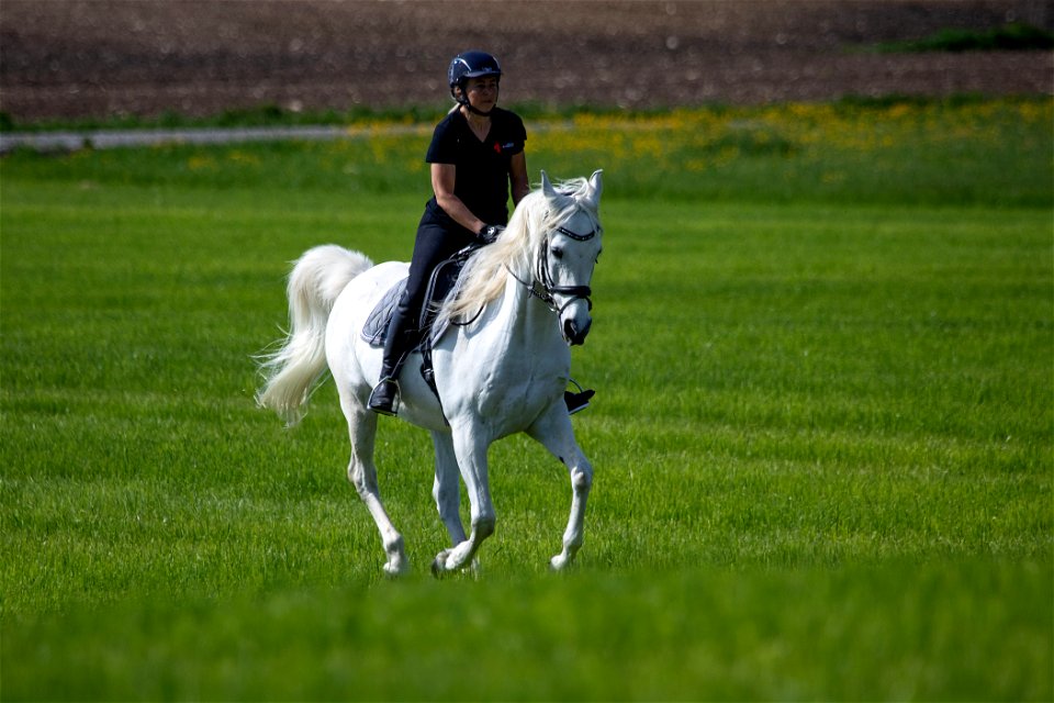 4-Dschesim_OS222504