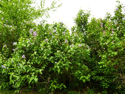Herestrau Park in spring (6)