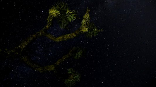 Milky Way over a Joshua tree photo