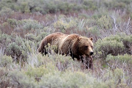 Grizzly Bear in Sagebrush photo