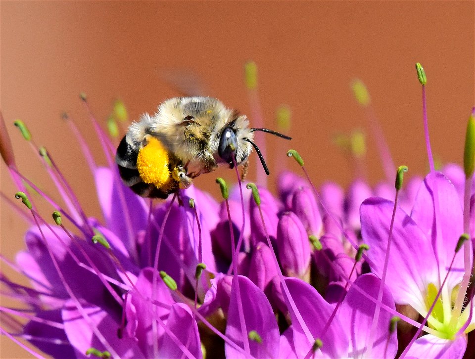 Digger bee pollinating
