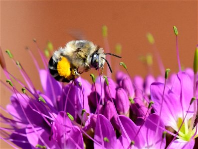 Digger bee pollinating photo