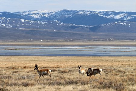 Pronghorn Arrival photo