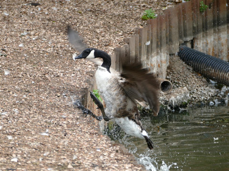 Out You Get Branta