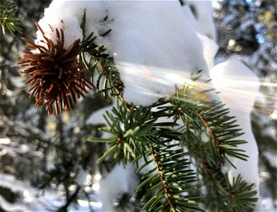 Cone Light and Snow