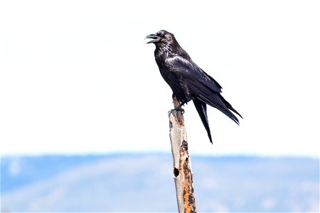 Raven perched on a snag