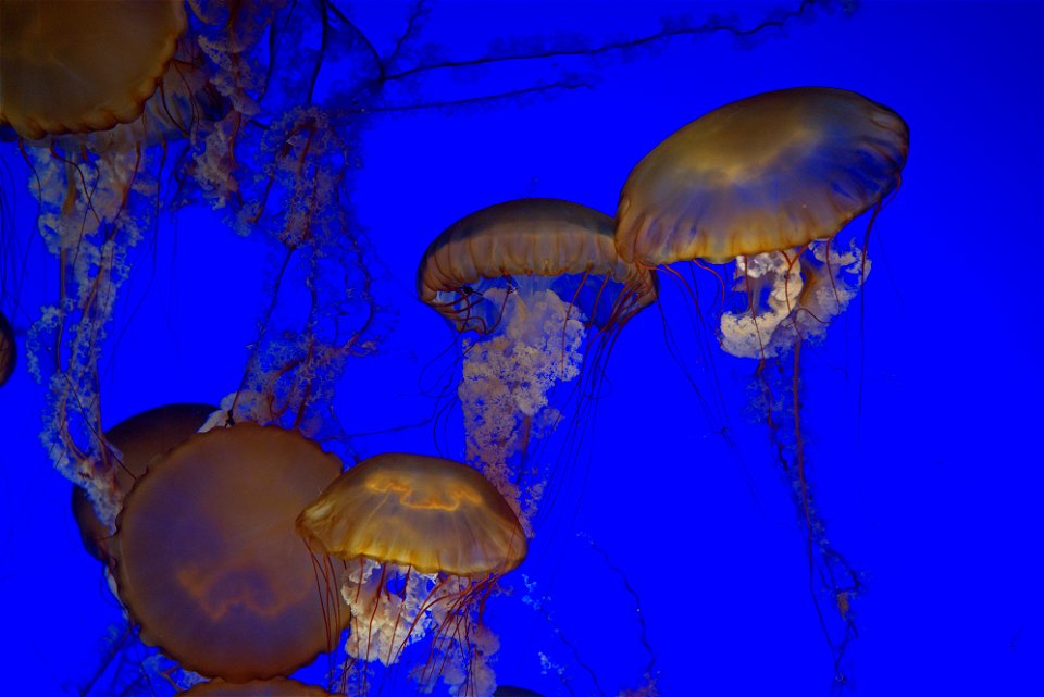 Monterey Bay Aquarium