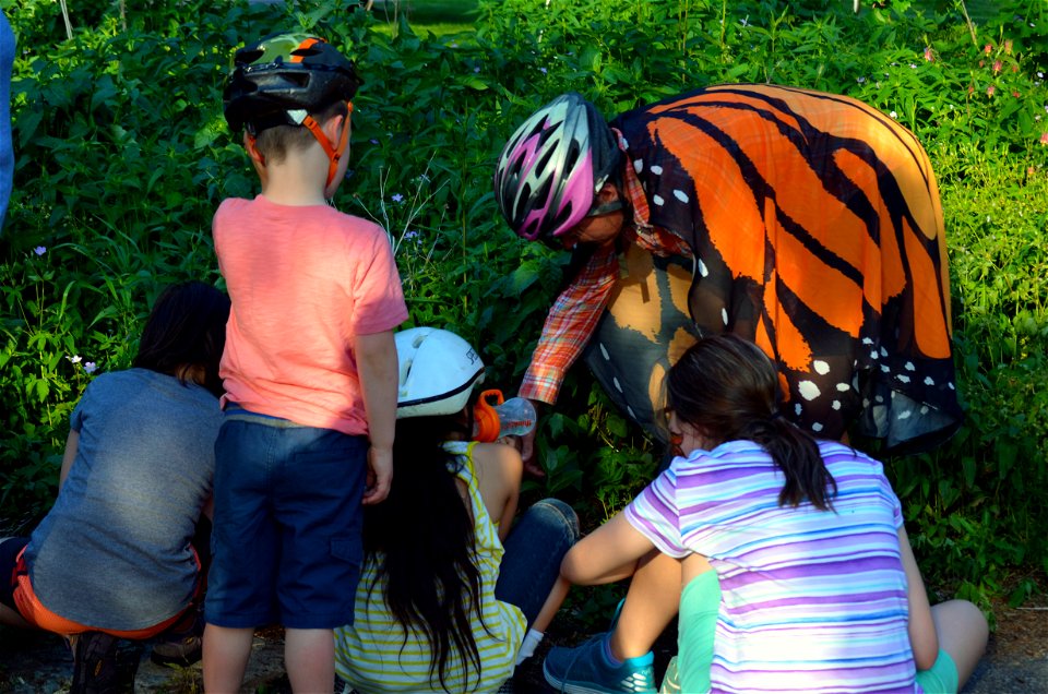 Finding monarch eggs photo