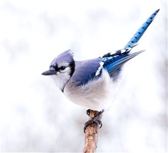 Blue Jay in Snow photo
