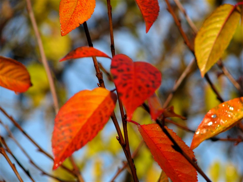 toamna_20091130_07
