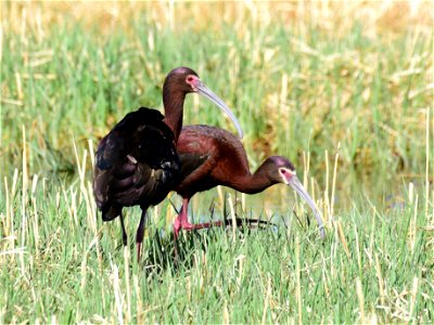 White faced ibis on Seedskadee National Wildlife Refuge
