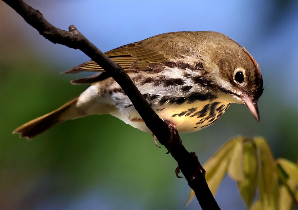 796 - OVENBIRD (05-02-2023) bearwallow mountain, near ashville, buncombe co, nc -01 (8)