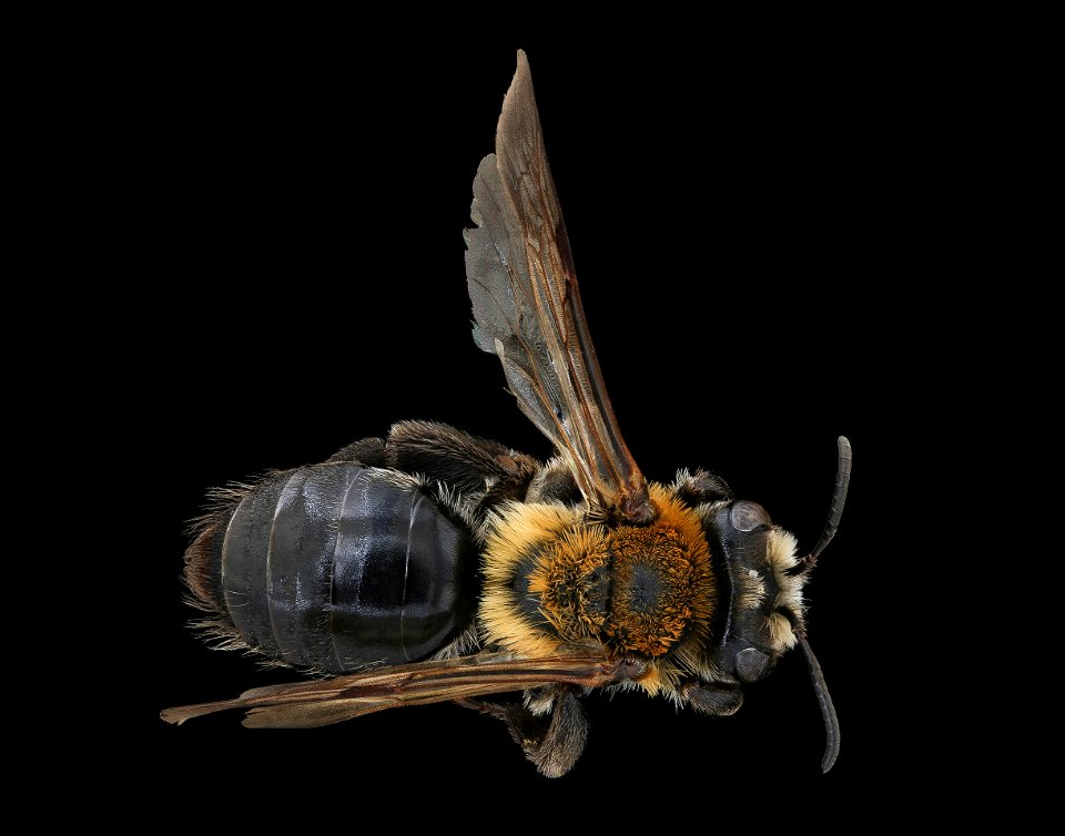 Andrena nitida, f, back, Nesvady, Slovakia_2019-12-16-19.54.24 ZS PMax UDR