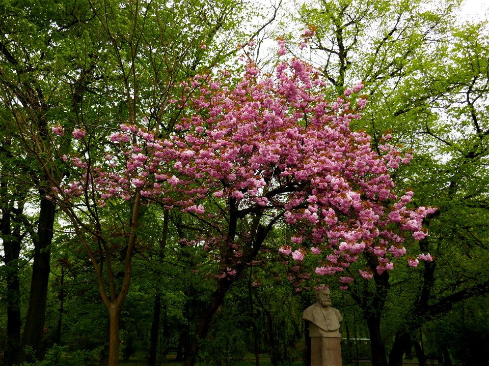 Herestrau Park in spring (73)