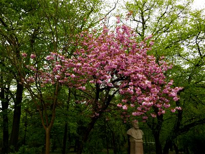 Herestrau Park in spring (73)