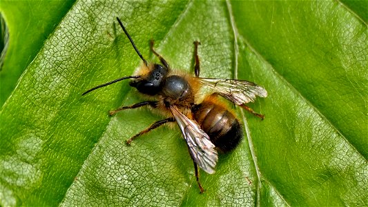 Ein Mauerbienen-Männchen (Osmia sp.)