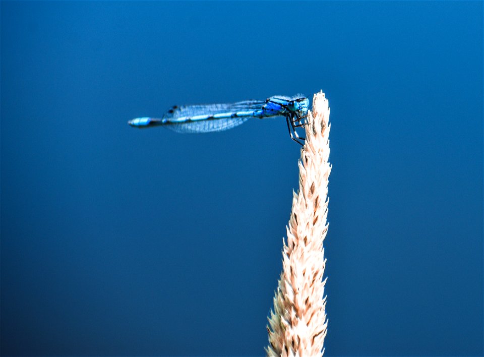 Common Blue Damselfly Lake Andes Wetland Management District South Dakota