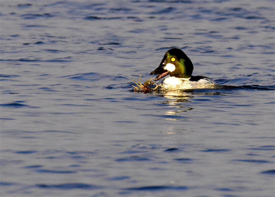 Common goldeneye at Seedskadee National Wildlife Refuge