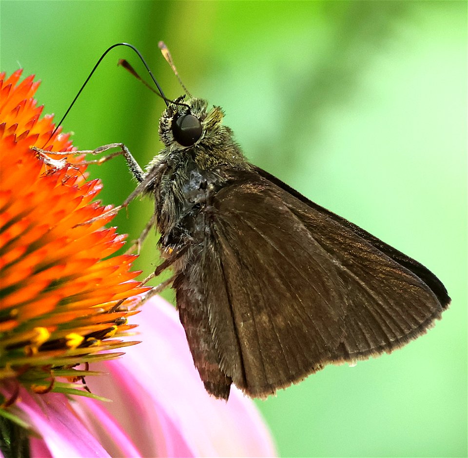 SKIPPER, DUNN (Euphyis vestris) (05-13-2023) cape fear botanical gardens, fayettville, cumberland co, nc -01