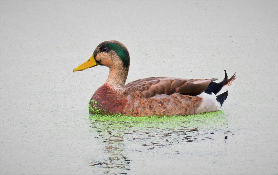 Mallard x Mottled hybrid photo