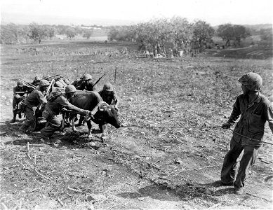 Marines of the Second Regiment use every means of motivation in getting ammunition and supplies to the frontlines.