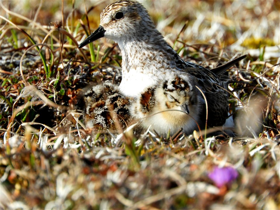 Semipalmated sandpiper and chicks