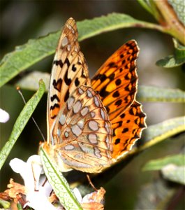 FRITILLARY, ZERENE (Speyeria zerene) (06-09-2022) lower eight dollar mountain road, josephine co, or (4)