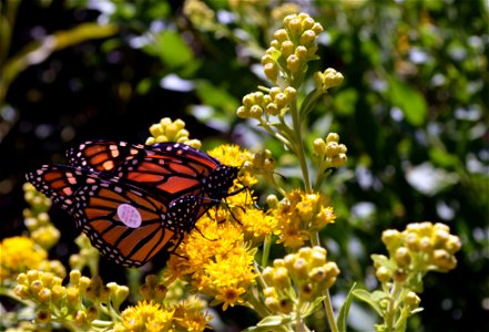 Two tag monarchs rest on goldenrod. photo