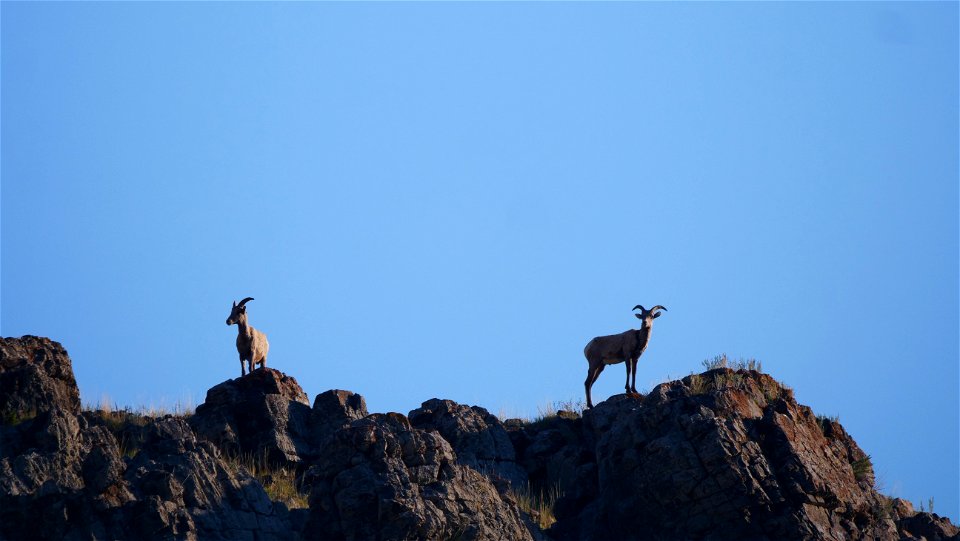 Bighorn Sheep on the National Elk Refuge