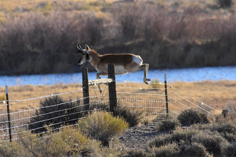 Pronghorn at Seedskadee National Wildlife Refuge
