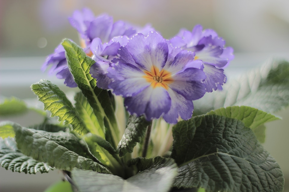 Flowers violet yellow harbinger of spring