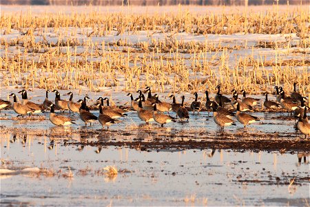 Spring Geese Migration Huron Wetland Management District photo