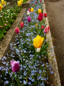 Herestrau Park in spring (89)